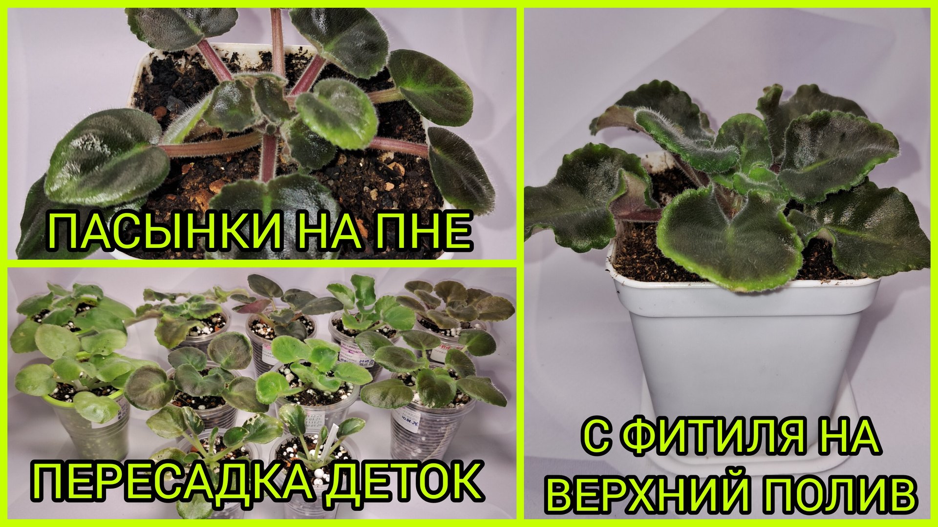 Пасынки на пне. Пересадки фиалок. Пересадка с фитиля на верхний полив. смотреть онлайн