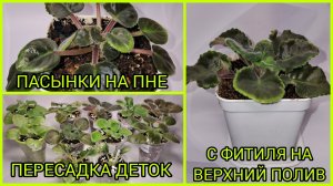 Пасынки на пне. Пересадки фиалок. Пересадка с фитиля на верхний полив.
