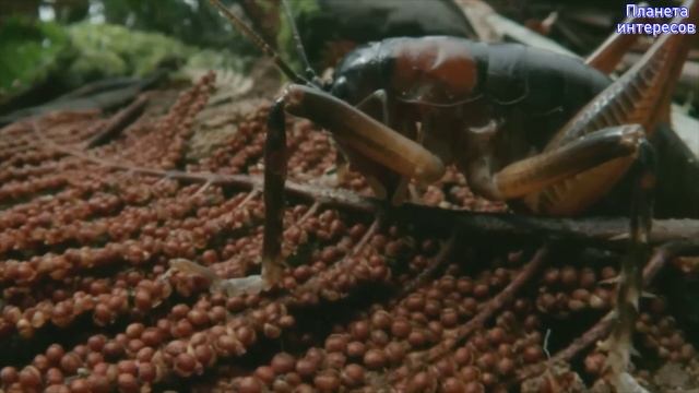 НАСЕКОМЫЕ-ГИГАНТЫ, Которые Вас ШОКИРУЮТ Самые Большие Насекомые в Мире смотреть онлайн