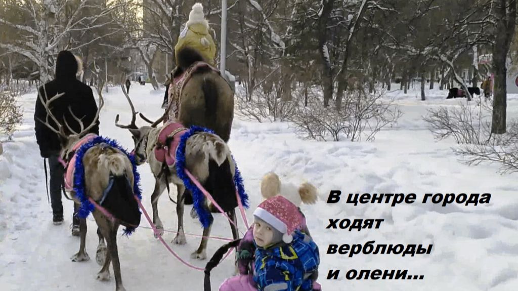 В центре города ходят верблюды и олени... смотреть онлайн