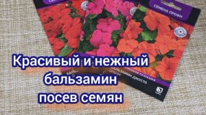 Посев бальзамина.