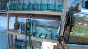 Почему не отнерестился Красный Неон? Данио на нерест