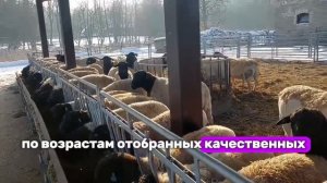 Продажа баранов дорпер +79062396826 с доставкой до Калмыкии