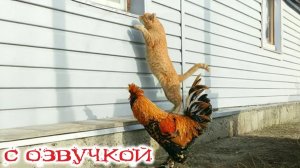 СМЕШНО ДО СЛЕЗ Приколы_с_котами и кошками!Смешные_коты!_Самые_смешные_животные!