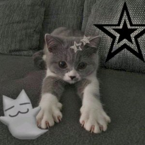 Всем котикам сюды﹥3(+опис.)