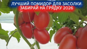 КАКИЕ ПОМИДОРЫ НЕ ТРЕСНУТ В БАНКЕ ПРИ ЗАСОЛКЕ - ЛУЧШИЕ СОРТА ТОМАТОВ.