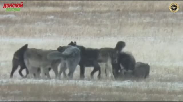 Охота на волка - от этой песни стынет кров не только у зверей - но и у охотников смотреть онлайн