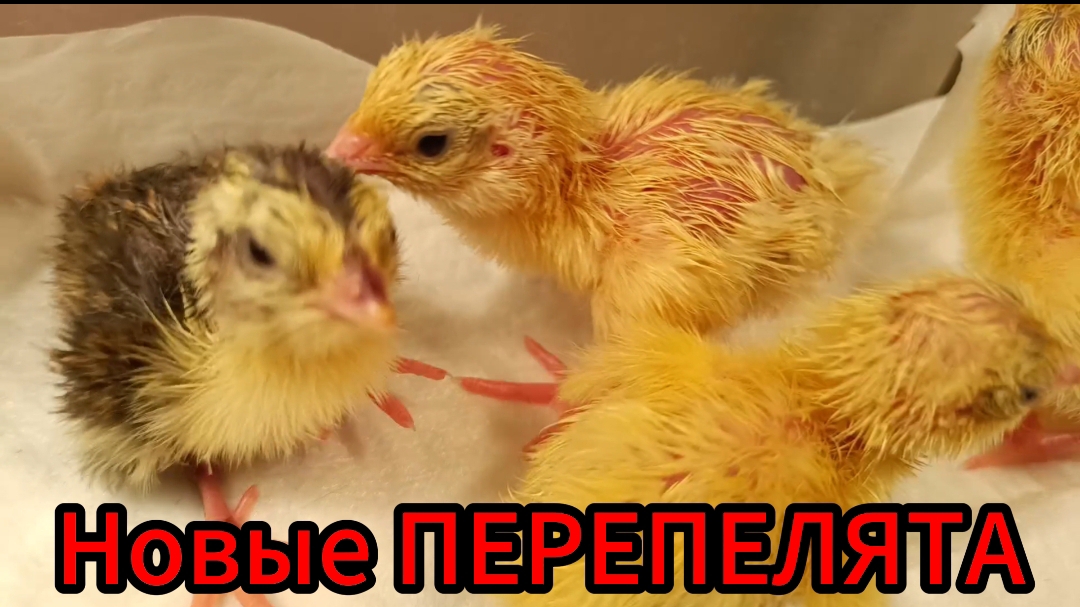 Вылупились малыши перепелятки🐣🐤🐥Сколько же их...🤔🤯
