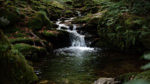 Расслабляющие звуки природы | Звуки ручья и леса | Звуки птиц | Пение птиц | Музыка для отдыха