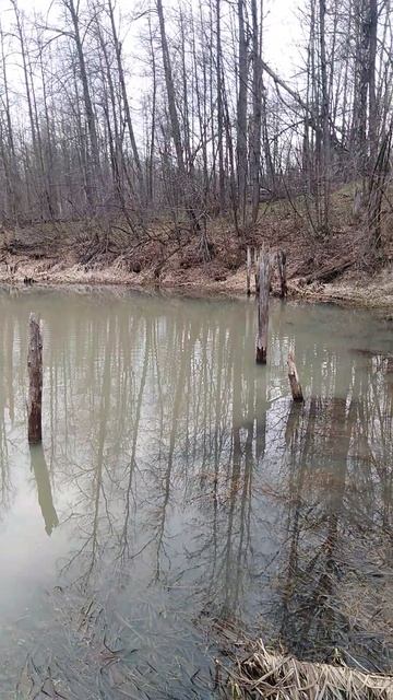 ✔Микропруд💧 в лесной🌿 чаще - рыба🐟 есть✔