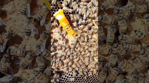 Отводок на одну рамку.