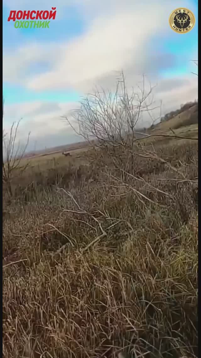 Охота на косулю - добыча косули с гладкого смотреть онлайн