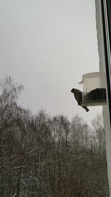 ПОПОЛЗЕНЬ среди СИНИЦ ...