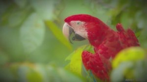 Непревзойденная глубина цветов природы в формате Dolby Vision