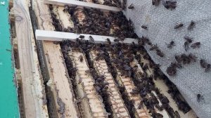 Обстановка на пасеке 22.01.2026. Как идёт зимовка пчел в фанерном ящике на улице?