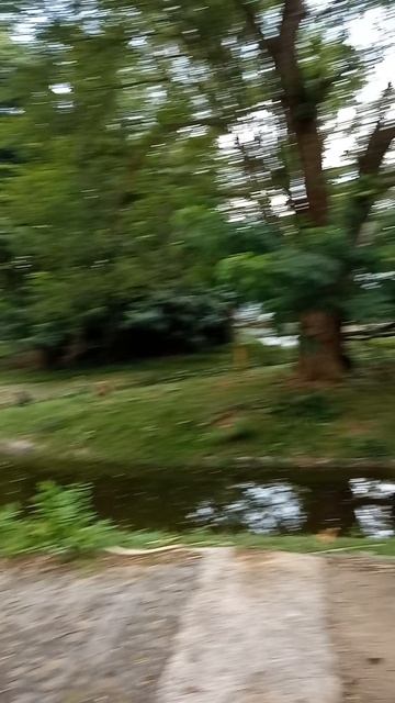 Гиббоны поют дуэтом. Это не шоу —это любовь Пределы близости. Khao Kheow: первые шаги в дикую тишину