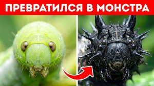 С этой гавайской гусеницей что-то пошло не так