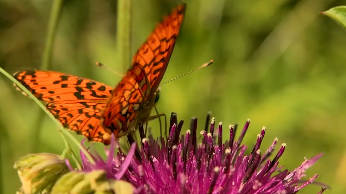 Самая красивая мелодия на свете! Эту музыку можно слушать вечно! красивая музыка смотреть онлайн
