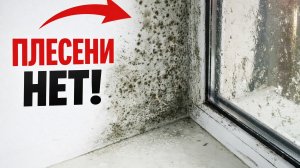 1 таблетка против чёрной плесени — результат сразу!