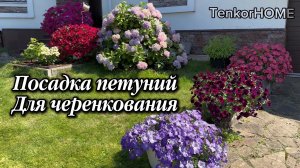 22 января 2026г. Посадка петуний!