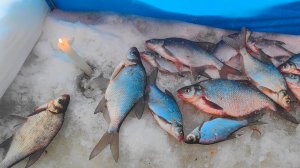 Отчёт по Рыбалке на Леща 20.01.26.