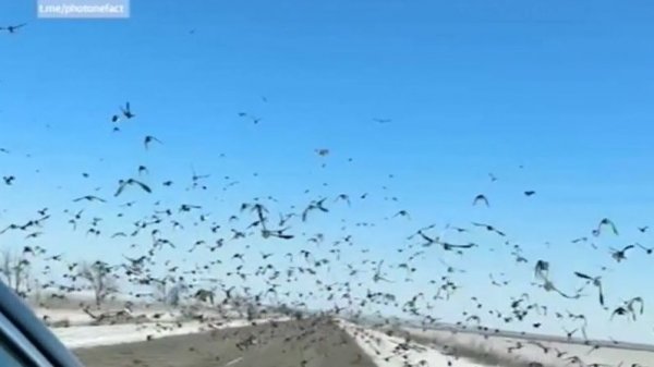 Стаи жаворонков мешают дорожному движению на трассах Ставрополья