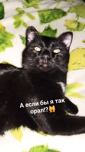 Зачем худеть!?😂 Я замуж, не собираюсь! Юмор с животными. 22-01-2026 смотреть онлайн