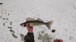 Зимняя рыбалка на Каме. Судак, налим. №167