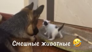 Смешные животные 🤣 кошки 🤣собаки 🤣