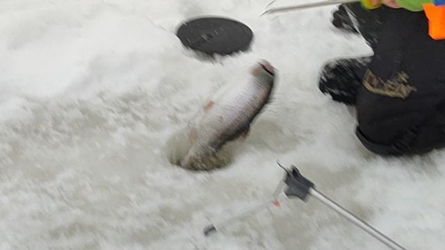 Форель на пасту. Основной водоём.