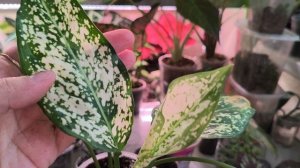 Посадки- пересадки.Аглоанемы, филодендроны, листики бегоний. ☘️☘️☘️#комнатныерастения,#пересадки