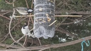 Лесная столовая.mp4