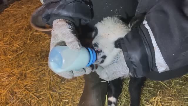 УКРАЛИ ТИШКУ! ДЕРЕВЕНСКАЯ ЖИЗНЬ, ПОЛНА СЮРПРИЗОВ.