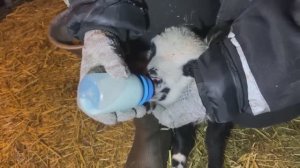 УКРАЛИ ТИШКУ! ДЕРЕВЕНСКАЯ ЖИЗНЬ, ПОЛНА СЮРПРИЗОВ.