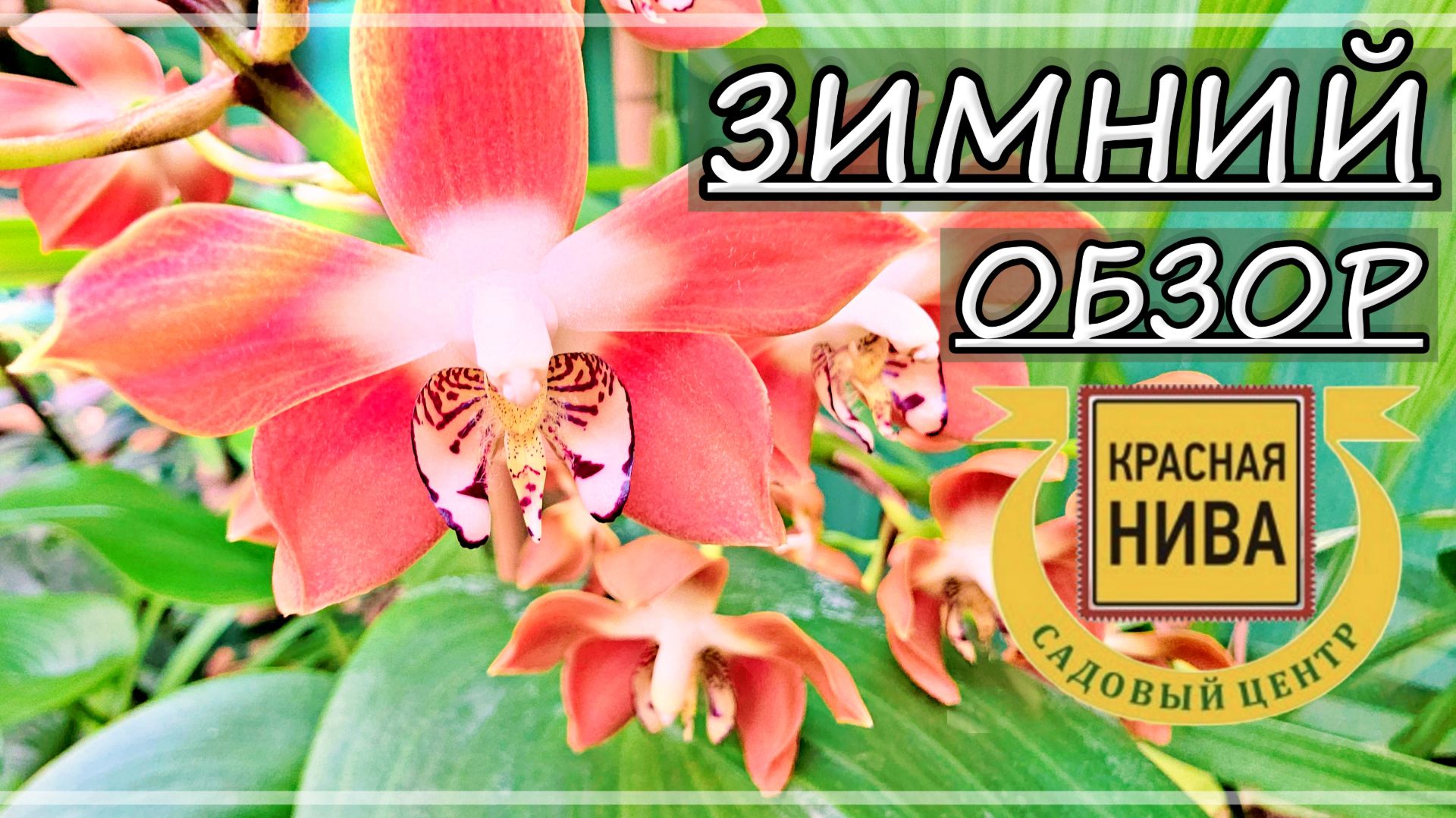 Второе ПУТЕШЕСТВИЕ в КРАСНУЮ НИВУ Зимой.