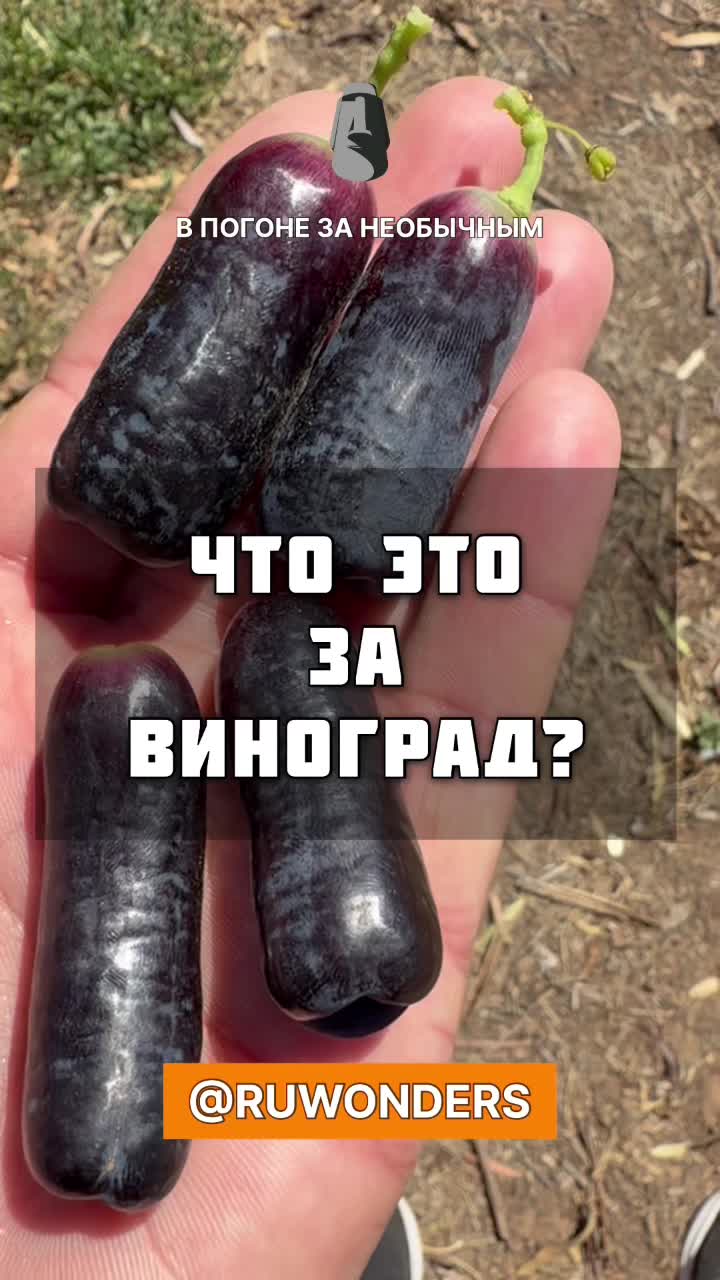 Что за виноград выращивают в Австралии? смотреть онлайн