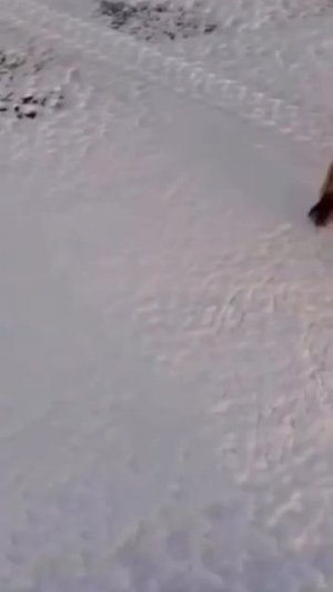 Лиса на зимней рыбалке