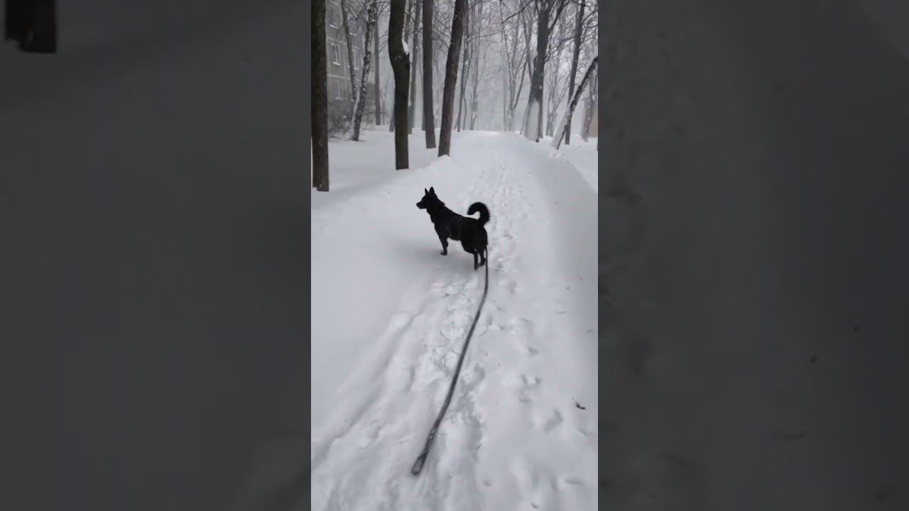 В приют не попало большинство волонтеров. Нужна помощь! Волонтеры 