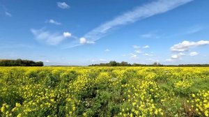 Лето, поле цветов