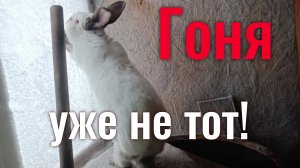 Старый крол Гоня!