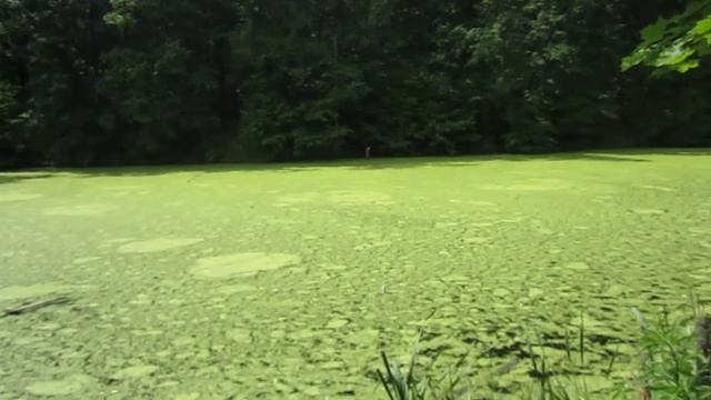 Летом возле пруда с ряской.