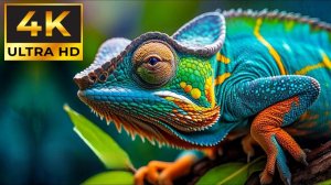 САМОЕ КРАСИВОЕ ВИДЕО В 4К КАЧЕСТВЕ