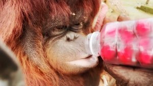 Завязала узлом плед, как кокон! Самая умная звезда Тайгана! Зима прогулкам не помеха! Орангутан Дана