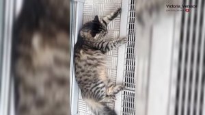 Доброе утро, бобряша желает счастья! #утро #топ