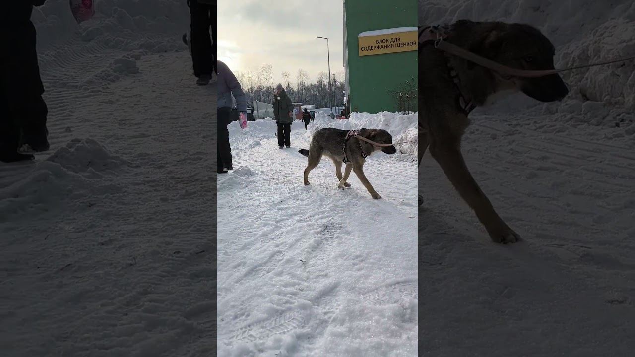 Снег.Приют. 80 см и Шеф. Волонтеры 