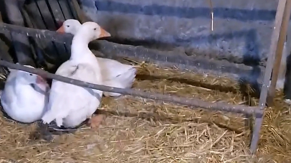 Гуси губернаторские, начало крепких Сибирских морозов.