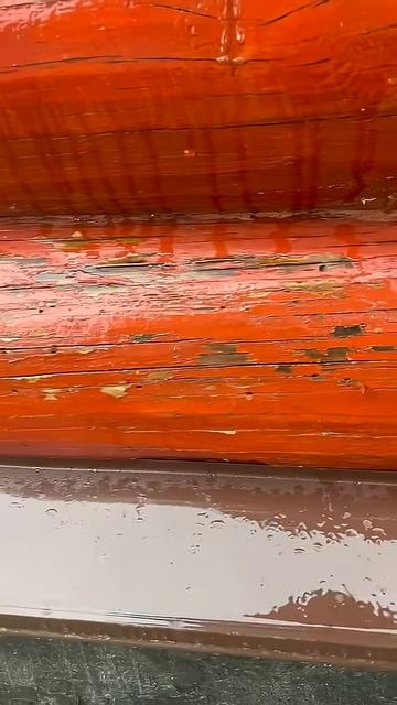 Уничтожение жука-короеда в Москве и Московской области