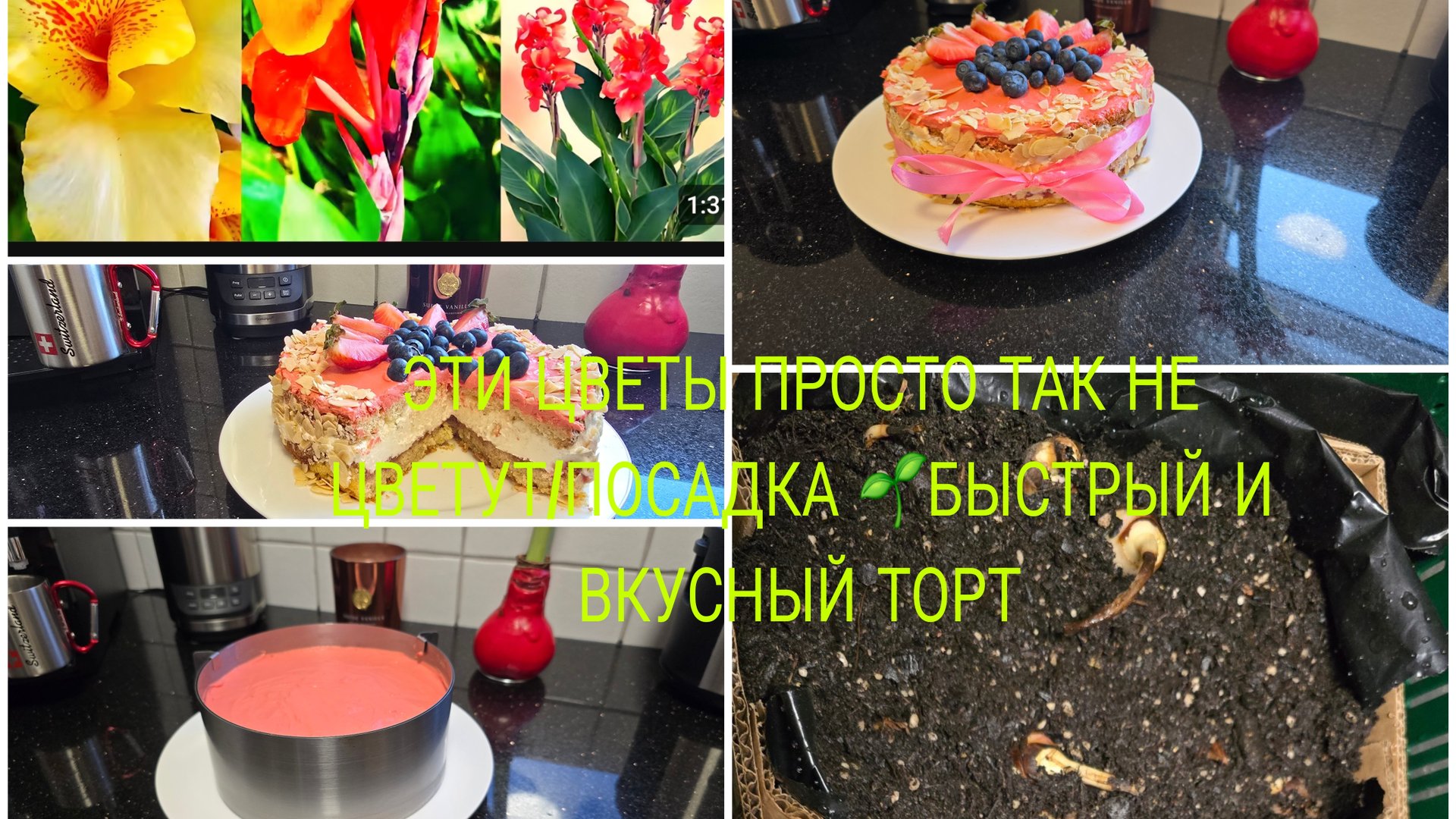 vlog 🇩🇪 НЕМЕЦКИЙ ТВОРОЖНЫЙ ТОРТ С ЯГОДАМИ Очень быстрый и Вкусный 🎂🫐🍓/Цветы ГИГАНТЫ Посадка 🌹 смотреть онлайн