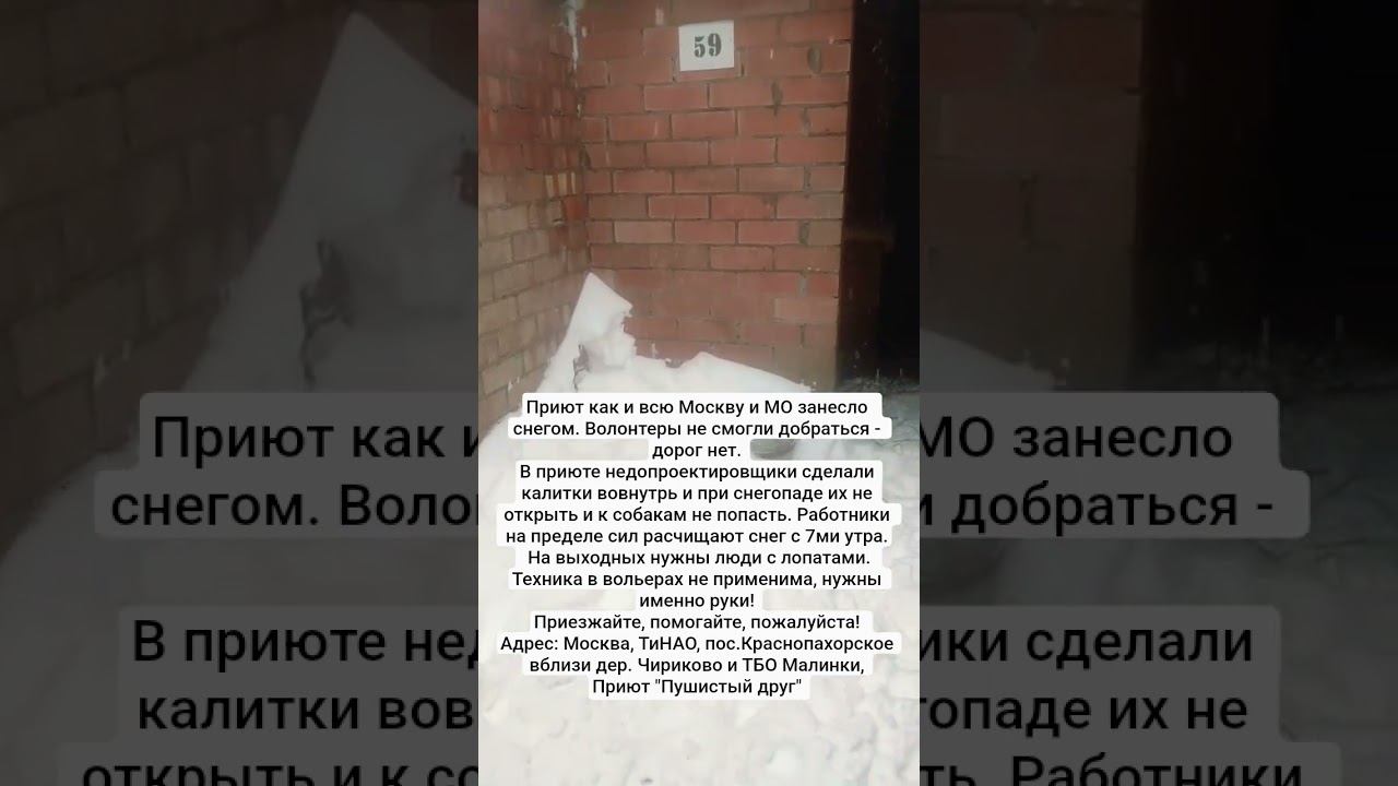 Приют нужно откопать за выходные! Ищем людей с лопатами! #тарасики