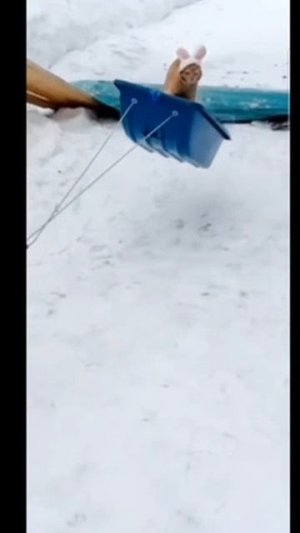 приехала суета #shorts